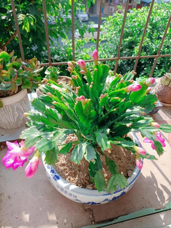 《不了情》——大衛原創詩