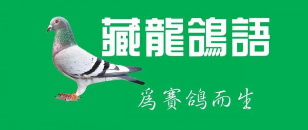 從信鴿落草加入野鴿群談信鴿的本性 從信鴿落草加入野鴿群談信鴿的本性