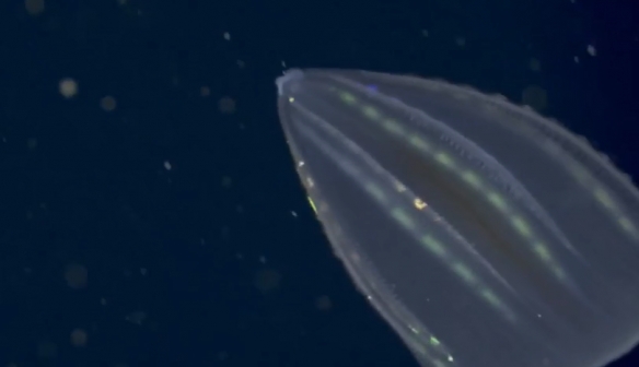 蒙特利灣水族館研究所2021年珍稀深海生物攝影盤點