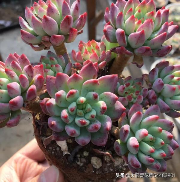 4種多肉愛爆側芽,養成手捧花,美得不要不要的 4種多肉愛爆側芽,養成手捧花,美得不要不要的