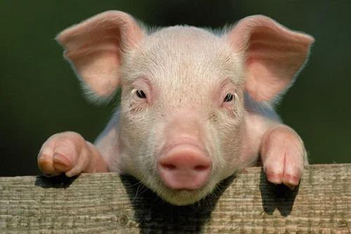 地球上最聰明的 10 種動物