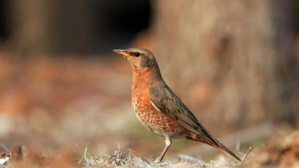 細說兩種紅色的鶇 細說兩種紅色的鶇