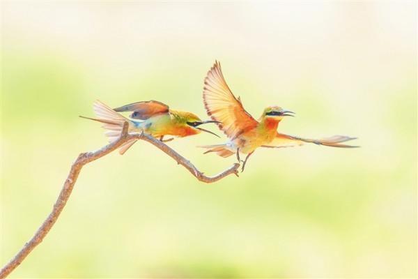 在海南的田野間公園裡 聽音辨鳥踏歌行