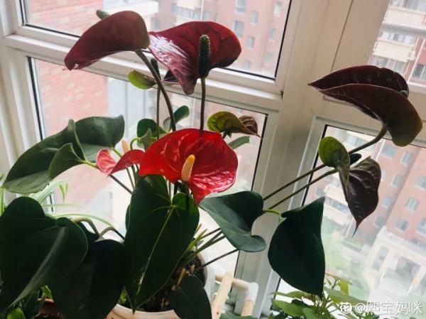 9種花，就怕曬太陽，陰涼地反而長得旺