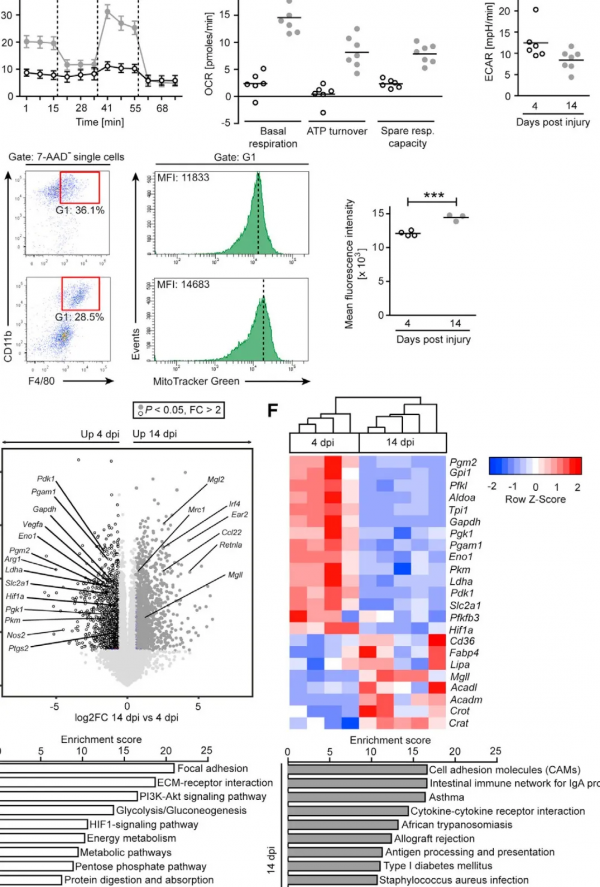 線粒體代謝調控組織損傷修復不同階段中巨噬細胞功能轉換