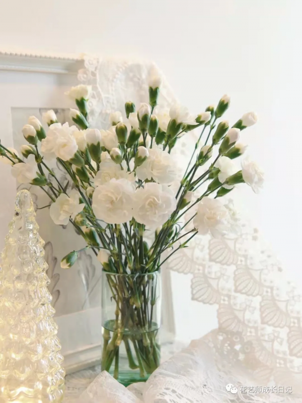 每日一花 | 茉莉多丁，明明是康乃馨，卻開成茉莉花~vol.28