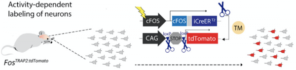 《細胞》：免疫的記憶，大腦也記得！科學家首次證實，大腦神經元可記錄其他器官的免疫反應，啟用特定神經，就可觸發免疫反應丨科學大發現