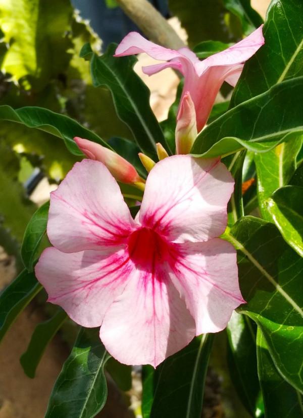 《百花集》（二百四十九）