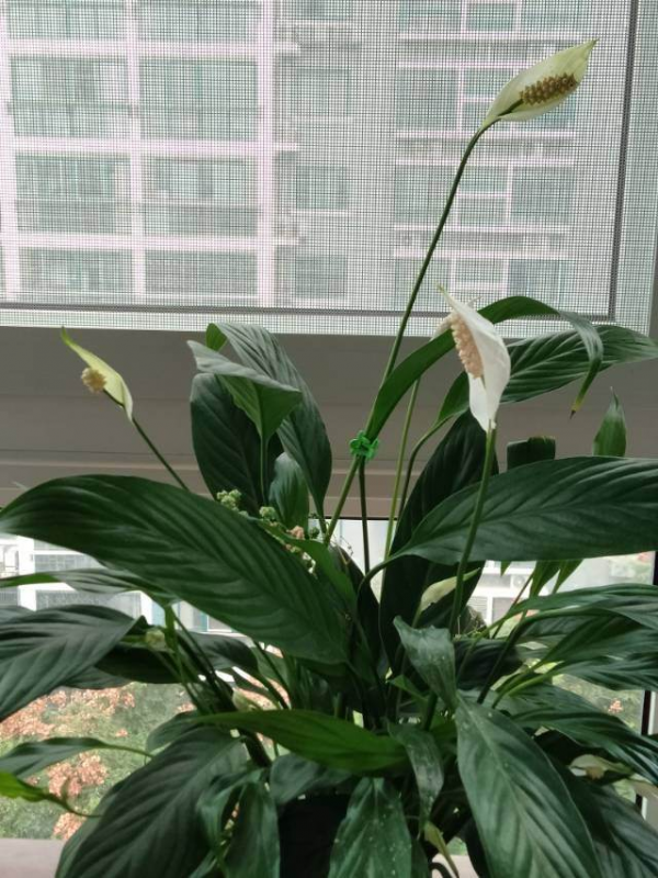 6種植物不見光也能長得好,適合北陽臺養護,耐陰效果超好 6種植物不見光也能長得好,適合北陽臺養護,耐陰效果超好