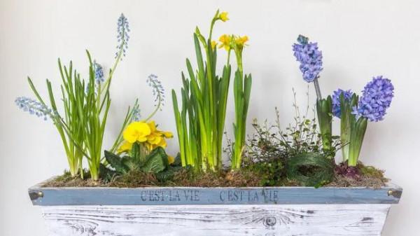 水仙花 大全 請欣賞 美極了