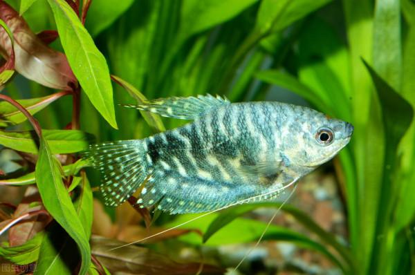 為什麼觀賞魚的一個白點病,治療方法還有那麼多?完全沒有必要 為什麼觀賞魚的一個白點病,治療方法還有那麼多?完全沒有必要