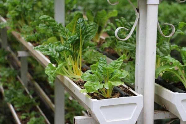 常見無機基質的理化性質