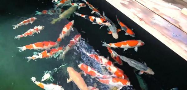 日本人有多痴迷錦鯉?一條錦鯉能賣1300萬,幾代人花心血培養 日本人有多痴迷錦鯉?一條錦鯉能賣1300萬,幾代人花心血培養