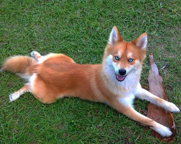 貪便宜買回一隻狗,越養卻越不對勁,主人:它真的不是狐狸嗎? 貪便宜買回一隻狗,越養卻越不對勁,主人:它真的不是狐狸嗎?