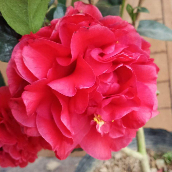 年底養些喜慶花，家裡一年都吉祥，6種年宵花現在買正合適