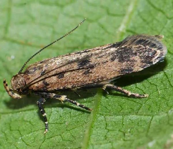 百獸聚集地,解讀《死神》漫畫中以“動物”為原型的斬魄刀 百獸聚集地,解讀《死神》漫畫中以“動物”為原型的斬魄刀