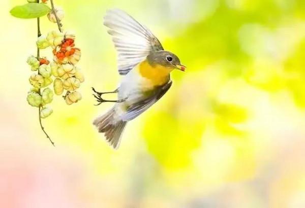 分享圖片&mdash;&mdash;美麗彩色小鳥集錦