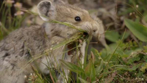 12億高原鼠兔氾濫，草原已經瑟瑟發抖，專家卻說這是好事？
