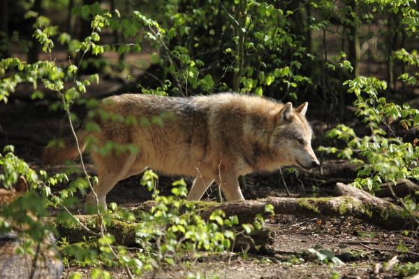 故事 兇惡的大灰狼也懂得親情 為了救活小狼崽 它們很友好的求助人類