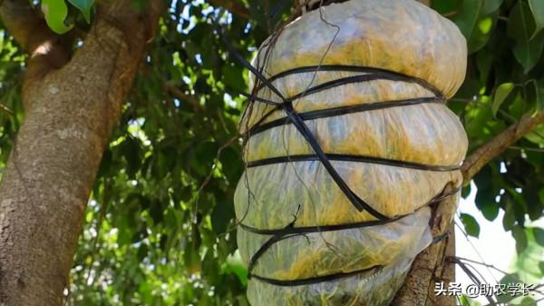 教你高壓繁殖一棵大樹，方法簡單易懂，短時間內就能得到一棵大苗