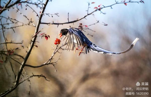 不為雞犬是戰狼，但看紅嘴藍鴉鵲