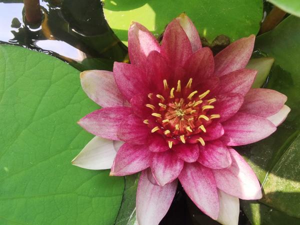 頭像是花朵的人，年紀沒有五十也有四十了，你同意嗎