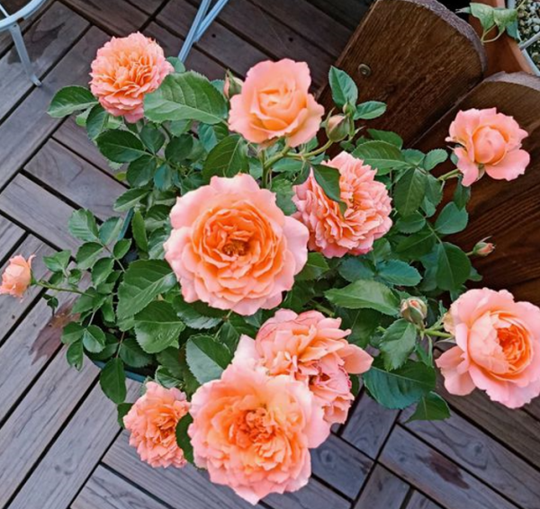 五種&OpenCurlyDoubleQuote;漂亮花&rdquo;，春天升溫趕緊剪，冒芽新枝壯，開花多又大