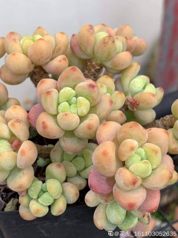 3種花要“窮養”，塞進小盆少澆水，長得格外好