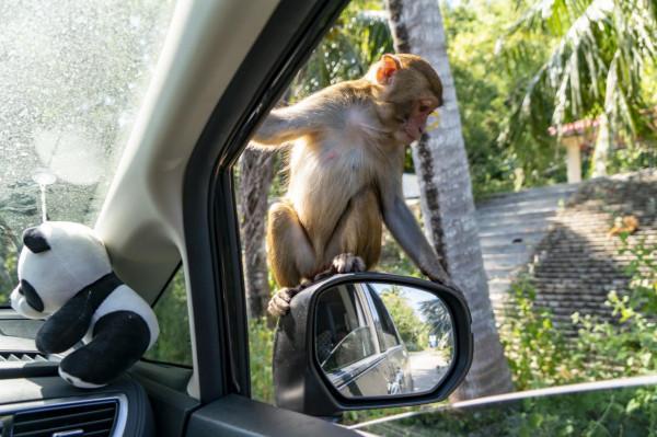 海南：南灣猴島的獼猴惹人喜愛