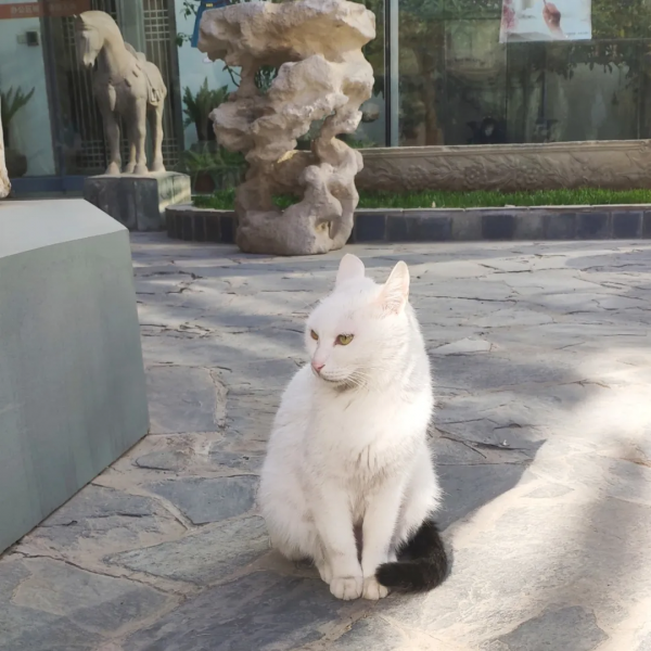 糟糕,鬍子太搶戲了 糟糕,鬍子太搶戲了