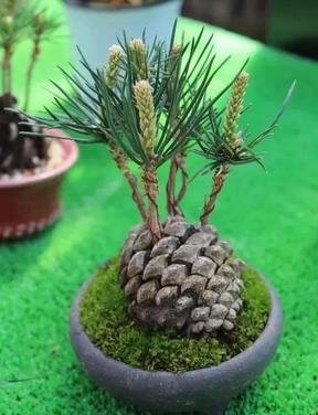 路上撿到“4顆”種子，扔進花盆，兩個月長成“小盆景”，很珍貴