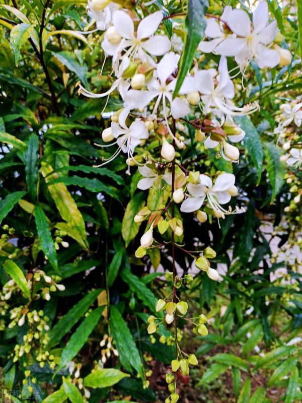 4種網紅“貴貨”盆栽,養殖需謹慎,避免“白花錢” 4種網紅“貴貨”盆栽,養殖需謹慎,避免“白花錢”