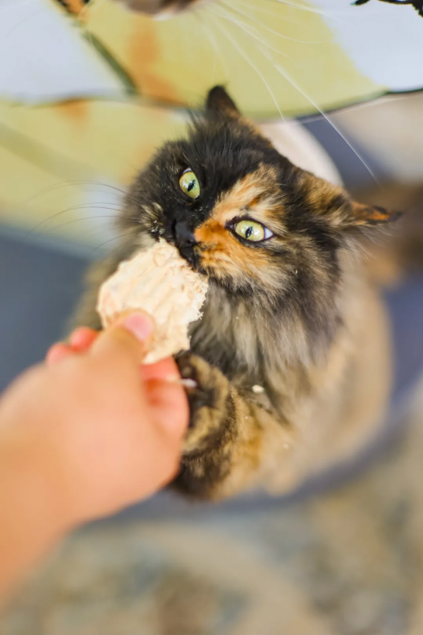 第二彈！終於攢夠了一波“可愛”照片