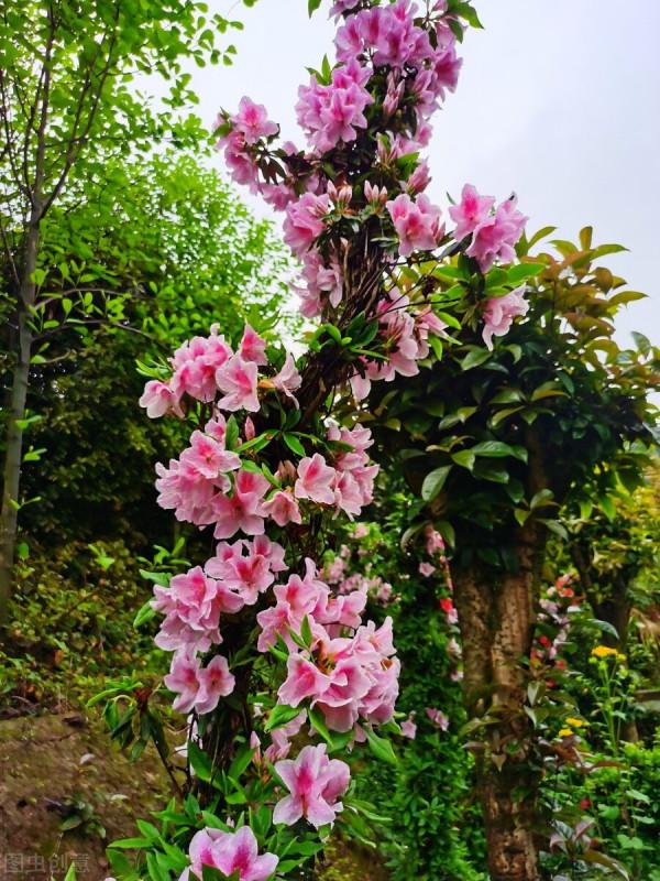 杜鵑花怎麼修剪成盆景呢?有哪些修剪方法? 杜鵑花怎麼修剪成盆景呢?有哪些修剪方法?