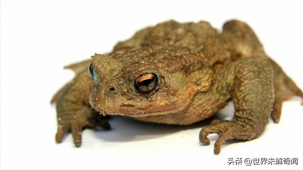 古墓中發現活了數千年的蟾蜍,堪稱生命的奇蹟,都快修煉成精了 古墓中發現活了數千年的蟾蜍,堪稱生命的奇蹟,都快修煉成精了