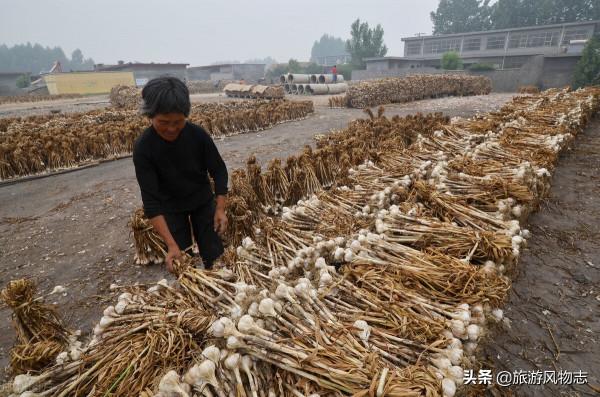 山東農業有多強?盤點山東10大特色之鄉,有你家鄉嗎? 山東農業有多強?盤點山東10大特色之鄉,有你家鄉嗎?
