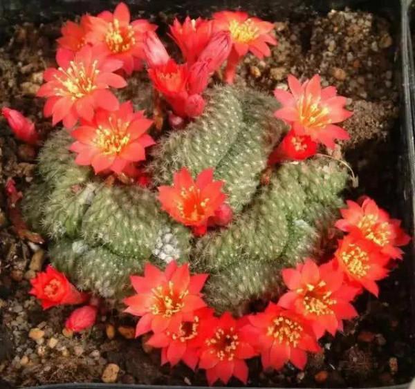 花開富貴，欣賞仙人球子孫球開花