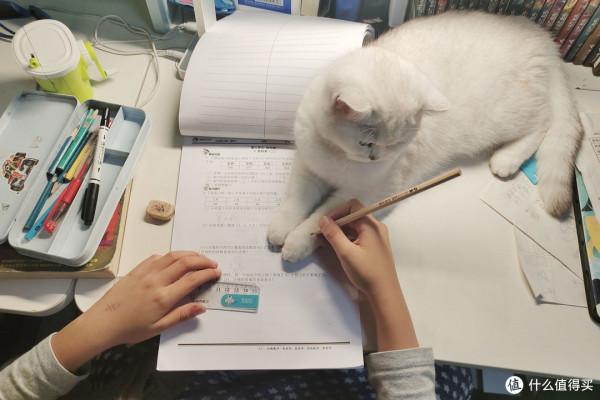 養三隻貓是一種怎樣的體驗？過來人的養貓（勸退）指南