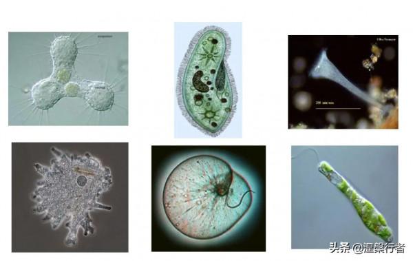最懷才不遇的生物物理學家,發現全新生命種類,創立另類生命之樹 最懷才不遇的生物物理學家,發現全新生命種類,創立另類生命之樹