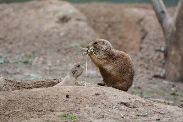 快來看看還有哪些小動物是你還不知道的吧 快來看看還有哪些小動物是你還不知道的吧
