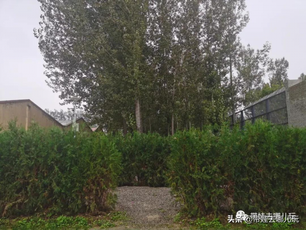 北京新開一家動物園,可以和老虎共進午餐 北京新開一家動物園,可以和老虎共進午餐