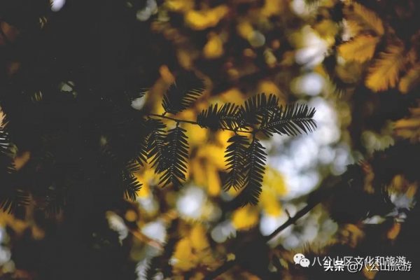 這十條來八公山的理由，看完你還不心動嗎？