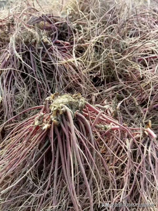 高鵬說藥材:近期有種植前景的藥材品種 高鵬說藥材:近期有種植前景的藥材品種