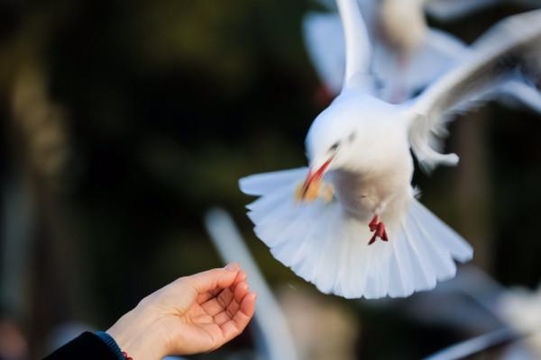 新年假期，來棧橋海邊與海鷗約會