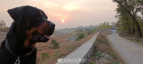 又帥又萌 帶你看公交警犬的酷炫寫真