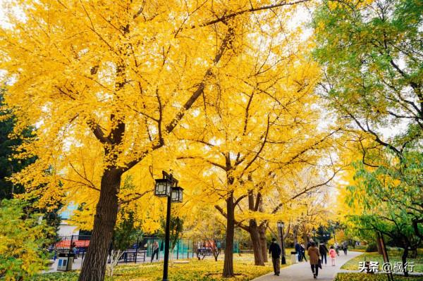 再有半個月，北京將迎來最美的季節，12個銀杏寶藏地，附機位攻略