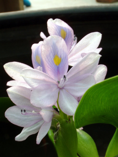 《百花集》（二百四十九）