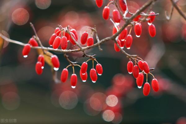 補肝益腎、生津止渴 解讀中藥山茱萸,陰陽雙補 補肝益腎、生津止渴 解讀中藥山茱萸,陰陽雙補