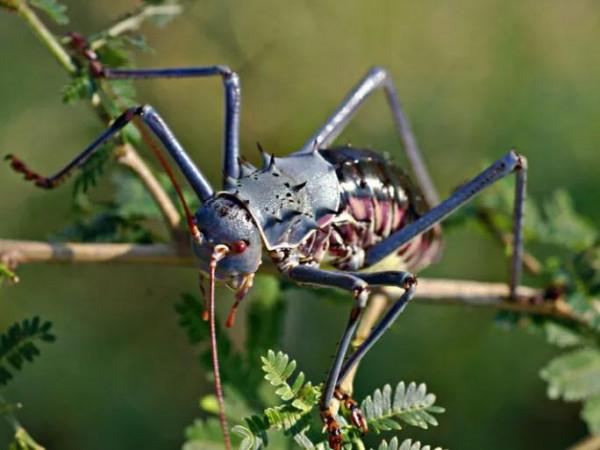 身披鎧甲的小螽斯