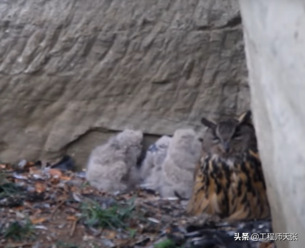 遼寧“大貓頭鷹”受傷被救,竟是國家保護動物!本名真不容易唸對 遼寧“大貓頭鷹”受傷被救,竟是國家保護動物!本名真不容易唸對